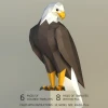 3D papercraft DIY The Eagle Low Poly GoPapercraft