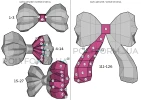 Bow DIY Low Poly School Decor Papercraft PDF template 3D Ribbon