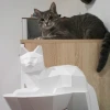 Papercraft Cat on a rock, Wall construction, 3D paper craft sculpture, Paper model Cat, DIY decor gift, PDF pattern, Animal trophy, Pepakura