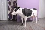 Cow: Digital Files for Papercraft. Printable PDF Template. 3d Origami Low Poly Model DIY.