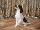 English Springer Spaniel: Digital Files for Papercraft. Printable PDF Template. 3d Origami Low Poly Model DIY