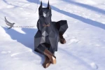 Papercraft Doberman Low poly, PDF Template, Low Poly Paper Recumbent Doberman Dog DIY Gift Wall Decor for Home Pepakura Digital Handmade