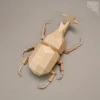 Horn Beetle paper model ,Papercraft , DIY , Low poly , PDF Papercraft , Unicorn Beetle , Dynastinae , Rhinoceros Beetle