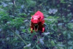 Papercraft dinosaur T-REX TYRANNOSAURUS 3D Low Poly Paper sculpture DIY gift Decor for home & office pepakura pattern template jurassic park