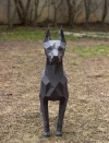 Papercraft 3D DOBERMAN NEW real size pepakura Pdf template Low polygonal Paper Sculpture Diy Decor home loft office animal dog lover gift