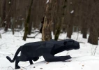 Papercraft 3D BLACK PANTHER wild cat or tiger pepakura template Low polygonal Paper Sculpture Decor home loft office animal lover