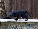 Papercraft 3D BLACK PANTHER wild cat or tiger pepakura template Low polygonal Paper Sculpture Decor home loft office animal lover