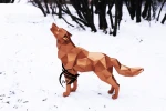 Wolf Low Poly Papercraft, Paper Sculpture, Low Poly PDF Template, DIY Decor & Gift