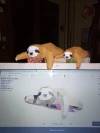 Sloth Sleeping Papercraft, Lowpoly Papercraft, Fovea - Papercraft - Nonitt