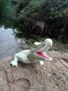 Croco Mural (Wall Crocodile) Papercraft, Lowpoly Papercraft, Fovea - Papercraft - Nonitt
