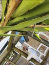 Sloth Sleeping Papercraft, Lowpoly Papercraft, Fovea - Papercraft - Nonitt