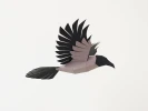 Crow papercraft 3d. Low poly flying bird. Black bird sculpture, DIY dark academia decor!