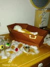 Cercueillette (Coffin) Papercraft, Lowpoly Papercraft, Fovea - Papercraft - Nonitt